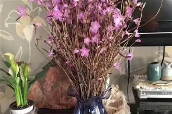 干枝杜鹃的花可以开多长时间，可以开放三个月左右