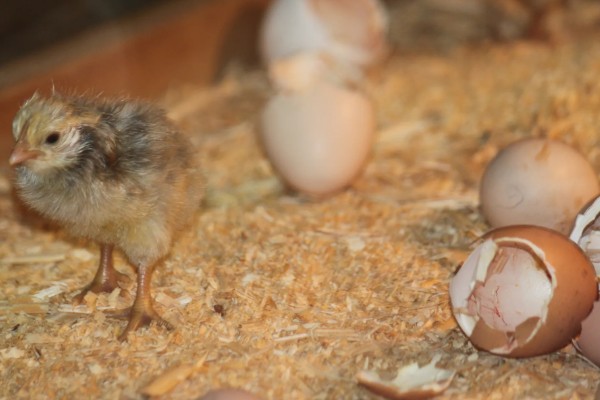 鸡几天能孵化出来，要21天才能孵化出来