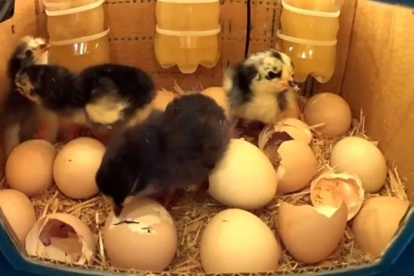 鸡几天能孵化出来，要21天才能孵化出来