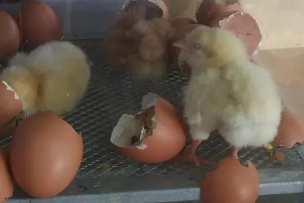 鸡几天能孵化出来，要21天才能孵化出来