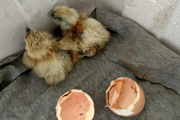 鸡几天能孵化出来，要21天才能孵化出来