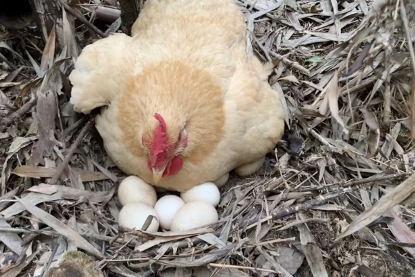 鸡几天能孵化出来，要21天才能孵化出来