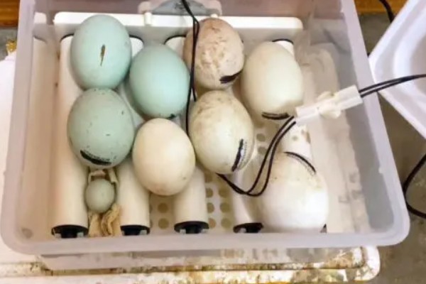 鸡几天能孵化出来，要21天才能孵化出来