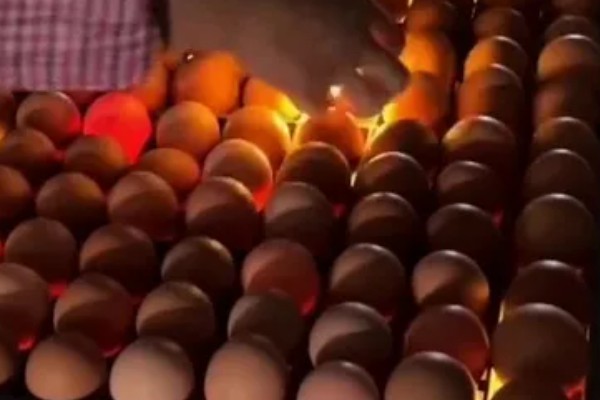 鸡几天能孵化出来，要21天才能孵化出来