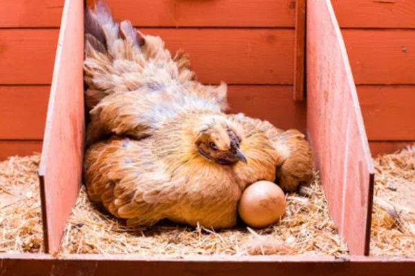 鸡几天能孵化出来，要21天才能孵化出来