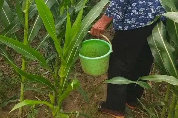 玉米花粒期怎样增产，适当晚收可提高粒重