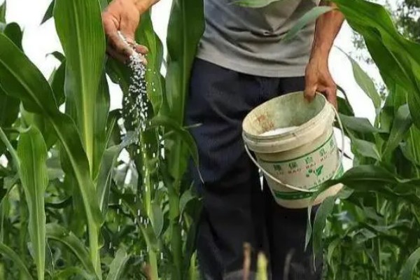 玉米花粒期怎样增产，适当晚收可提高粒重