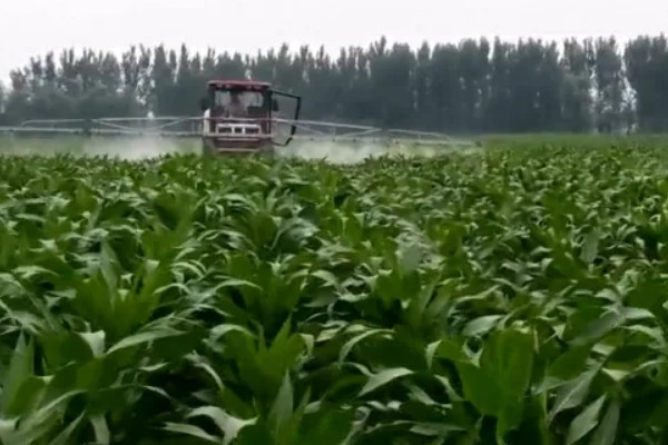 玉米花粒期怎样增产，适当晚收可提高粒重
