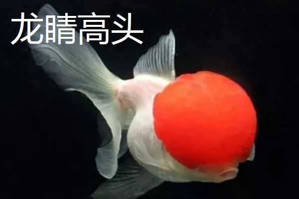 金鱼的品种有哪些，常见的有金鲫、草金鱼等