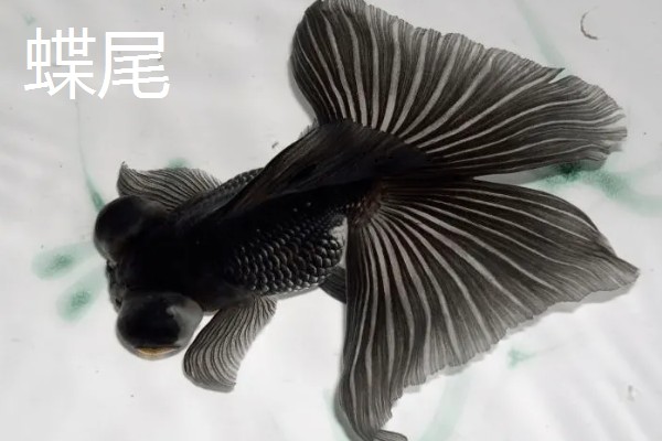 金鱼的品种有哪些，常见的有金鲫、草金鱼等