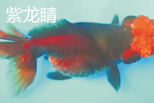 金鱼的品种有哪些，常见的有金鲫、草金鱼等