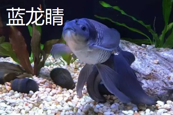 金鱼的品种有哪些，常见的有金鲫、草金鱼等