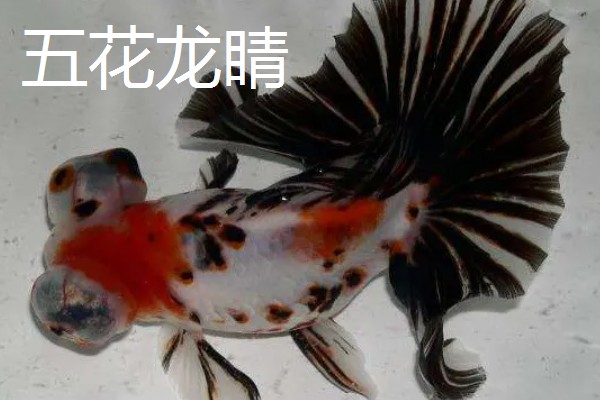 金鱼的品种有哪些，常见的有金鲫、草金鱼等