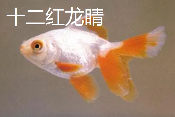 金鱼的品种有哪些，常见的有金鲫、草金鱼等