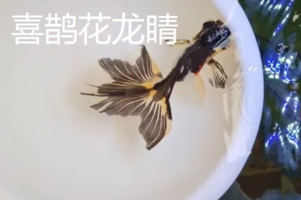 金鱼的品种有哪些，常见的有金鲫、草金鱼等
