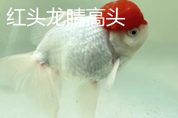 金鱼的品种有哪些，常见的有金鲫、草金鱼等