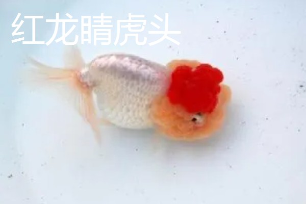 金鱼的品种有哪些，常见的有金鲫、草金鱼等