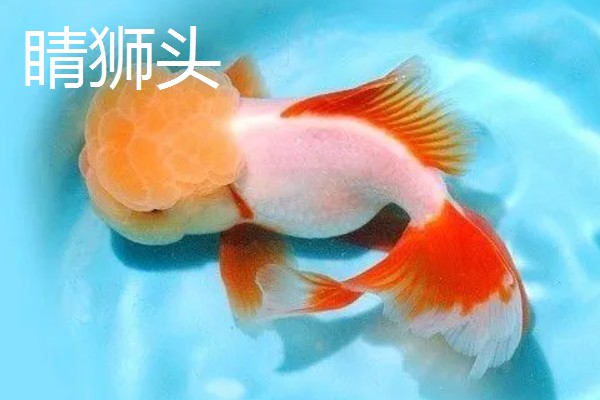 金鱼的品种有哪些，常见的有金鲫、草金鱼等