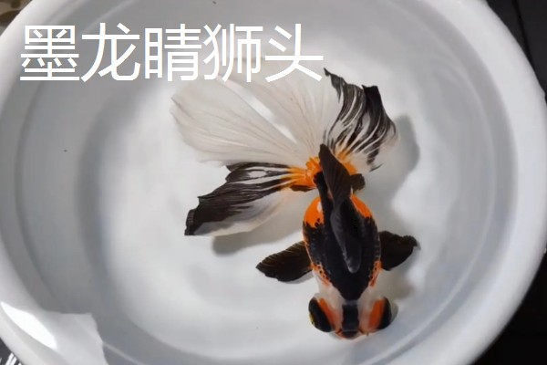 金鱼的品种有哪些，常见的有金鲫、草金鱼等