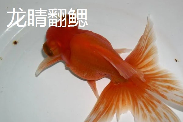 金鱼的品种有哪些，常见的有金鲫、草金鱼等