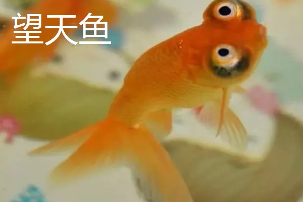 金鱼的品种有哪些，常见的有金鲫、草金鱼等