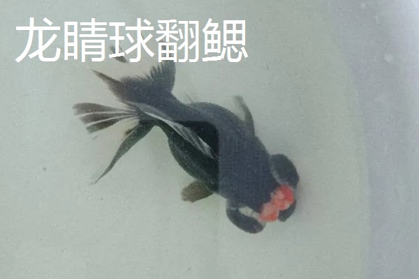 金鱼的品种有哪些，常见的有金鲫、草金鱼等