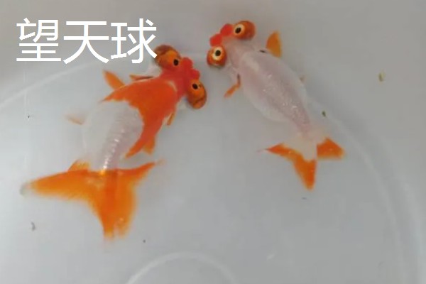 金鱼的品种有哪些，常见的有金鲫、草金鱼等