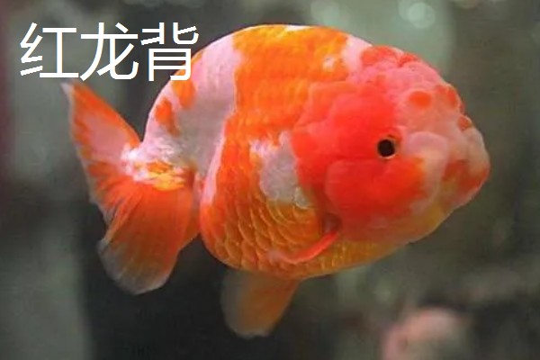 金鱼的品种有哪些，常见的有金鲫、草金鱼等