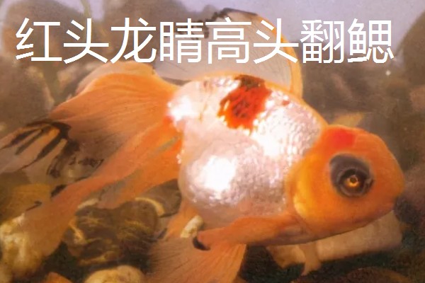 金鱼的品种有哪些，常见的有金鲫、草金鱼等