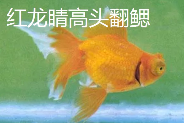金鱼的品种有哪些，常见的有金鲫、草金鱼等