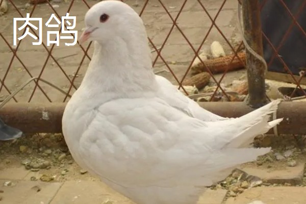 怎么区分信鸽和肉鸽，可以从体重和体型来区分