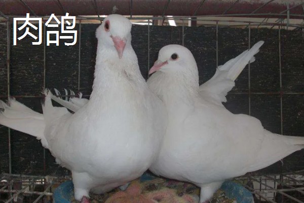 怎么区分信鸽和肉鸽，可以从体重和体型来区分