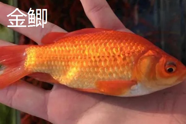 金鱼的品种有哪些，常见的有金鲫、草金鱼等