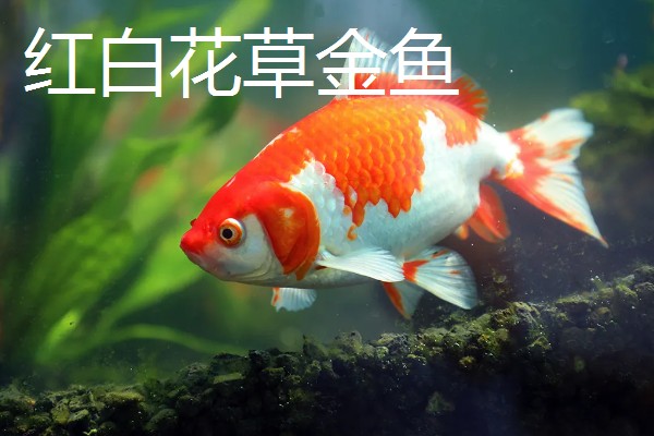 金鱼的品种有哪些，常见的有金鲫、草金鱼等