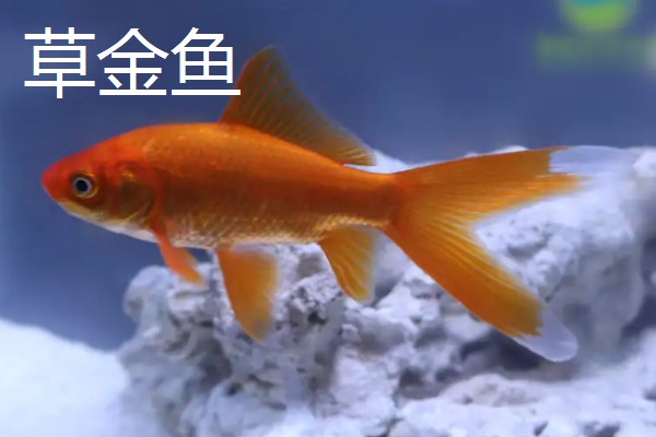 金鱼的品种有哪些，常见的有金鲫、草金鱼等
