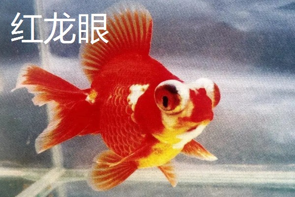 金鱼的品种有哪些，常见的有金鲫、草金鱼等