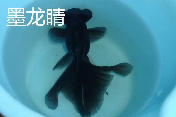 金鱼的品种有哪些，常见的有金鲫、草金鱼等