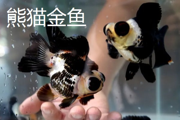 金鱼的品种有哪些，常见的有金鲫、草金鱼等