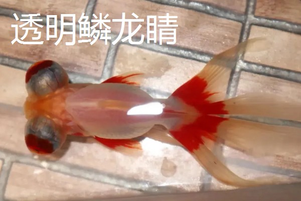 金鱼的品种有哪些，常见的有金鲫、草金鱼等