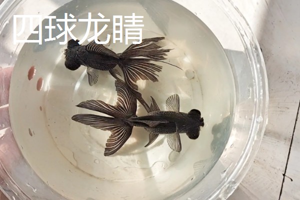 金鱼的品种有哪些，常见的有金鲫、草金鱼等