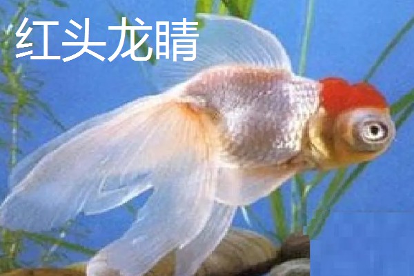 金鱼的品种有哪些，常见的有金鲫、草金鱼等