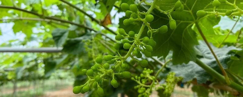 葡萄树生长期如何施钾，一般每年追肥3-4次