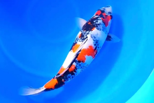 蓝衣锦鲤的产地，原产于中亚地区