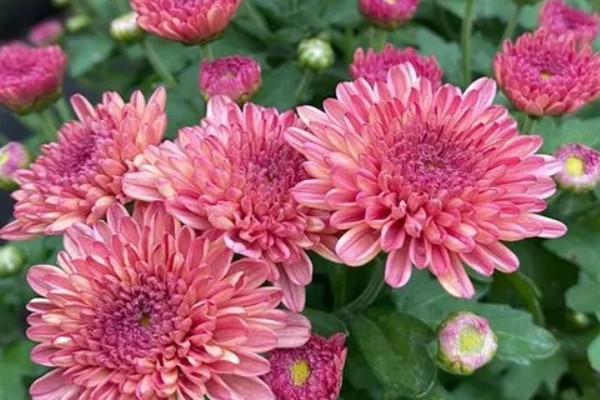 菊花的开放时间，花朵主要出现在秋季