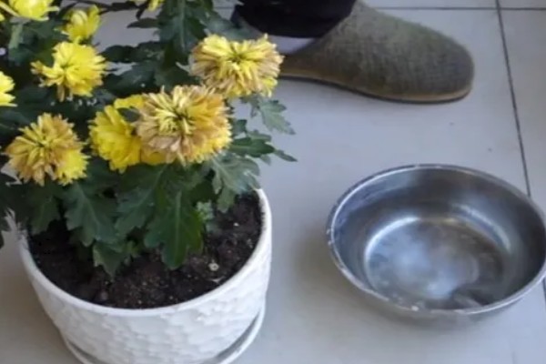 菊花的开放时间，花朵主要出现在秋季