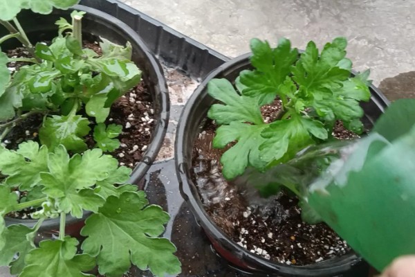 菊花的开放时间，花朵主要出现在秋季