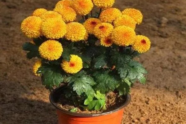 菊花的开放时间，花朵主要出现在秋季