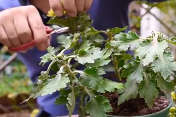 菊花的开放时间，花朵主要出现在秋季