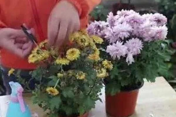 菊花的开放时间，花朵主要出现在秋季