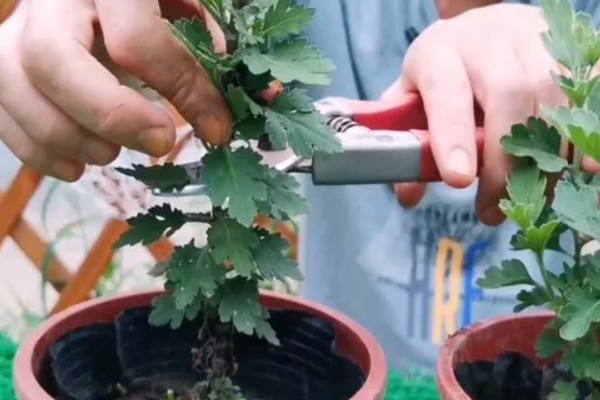 菊花的开放时间，花朵主要出现在秋季